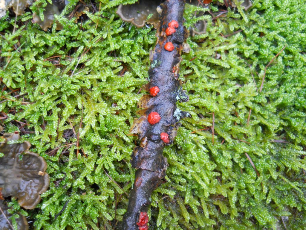 Rosso da determinare (Peniophora rufa)